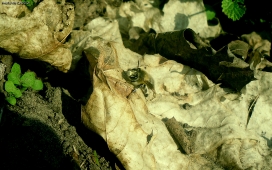 高清晰枯叶与蜜蜂壁纸