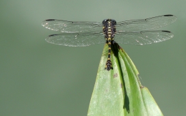 高清晰飞行昆虫-绿色蜻蜓