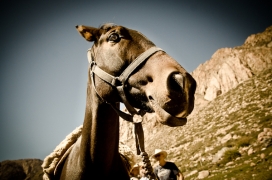 穿越安第斯山脉的马帮-阿根廷Jocelyn Mandryk摄影师作品