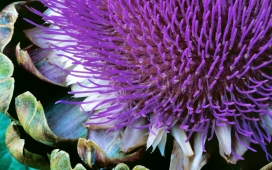 花的灵感-高清晰植物-盛开的花瓣