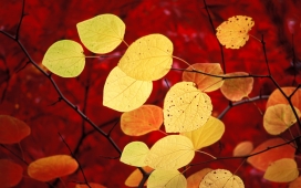 秋天的主题-高清晰黄色叶