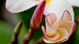 高清晰花蕾植物桌面壁纸