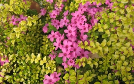 万紫千红！高清晰植物花瓣摄影壁纸