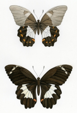 澳大利亚的蝴蝶科学插图