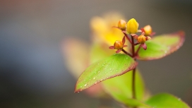 含苞欲放！高清晰茶树花瓣壁纸