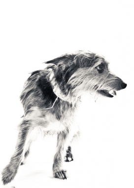 宠物狗狗的黑白肖像-美国christopher atwood摄影师作品