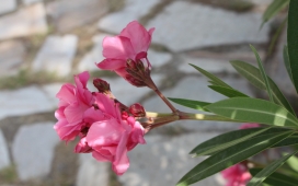 高清晰红色鲜花壁纸