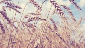 高清晰唯美的微距小麦壁纸