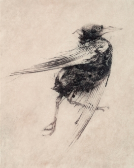 动物-生和死插画