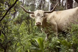 牧人的境界-美国设计师Andrew Fladeboe动物照片