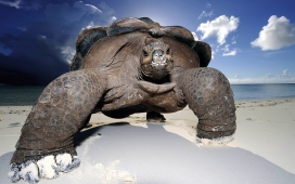 高清晰巨大的海滩海龟
