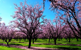 春天的气味-高清晰樱花树壁纸
