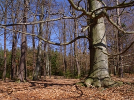 高清晰森林-参天大树壁纸