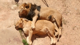 抱着你睡觉！狮子情侣户外露宿