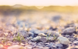 高清晰地面近距离壁纸-石头与草