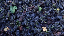 高清晰紫黑色葡萄水果壁纸