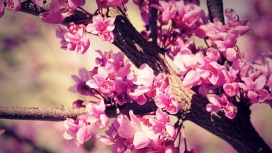 高清晰春天粉开的花瓣壁纸