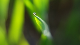 绿叶上的露珠-水珠壁纸