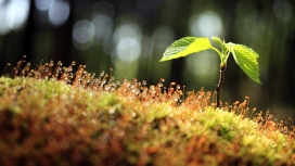 高清晰夏季发芽的植物