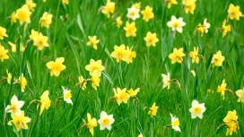 高清晰花卉鲜花壁纸