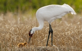 动物妈妈的爱-白鹭给宝宝喂食