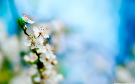 凌寒独放-高清晰梅花树枝壁纸