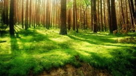 高清晰美丽绿色森林苔藓壁纸
