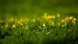 百草丰茂-高清晰绿色微距花朵植物壁纸