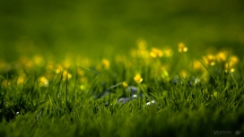 百草丰茂-高清晰绿色微距花朵植物壁纸