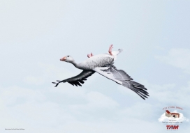 TAM航空公司创意平面广告