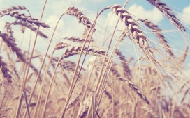 高清晰漂亮小麦壁纸