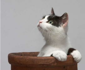 Alex Howe形形色色的动物-伦敦Morgan Lockyer摄影师作品