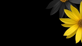 高清晰简单黑黄花瓣壁纸