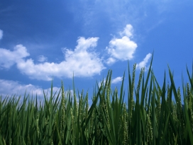 高清晰蓝天白云下的绿色小麦植物壁纸