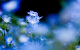 百卉含英-高清晰漂亮的蓝色牵牛花壁纸