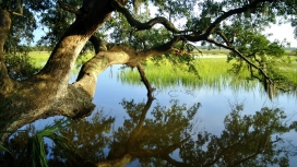 夏天的湖泊-高清HD树景自然风景壁纸
