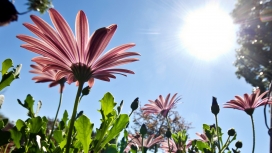 高清晰HD被阳光沐浴的花瓣