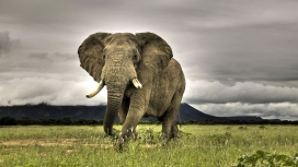 高清晰HD庞大的动物-大象壁纸