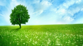 自然梦-高清晰绿色自然绿草壁纸