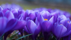 高清晰紫花卉特写