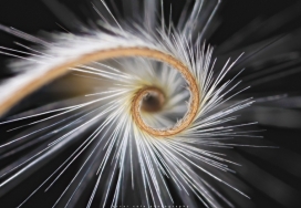 不一样的植物-美国罗斯威尔Oscar Cole摄影师作品