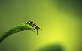 高清晰微距草上的蚂蚁昆虫壁纸