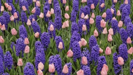 https://www.2008php.com/美丽提神的紫色薰衣草&百合花壁纸