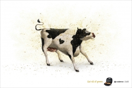 Cadence Grill烧烤食品平面广告