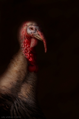 Turkey火鸡-新西兰奥克兰cally whitham摄影师作品