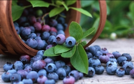 Cranberries酸果蔓-紫色葡萄水果壁纸