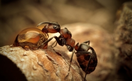 蚂蚁饮用水微距壁纸