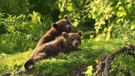 Baby bear棕熊宝宝