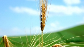 草绿色小麦穗植物壁纸