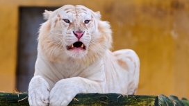 表情有点委屈的white tiger白老虎壁纸